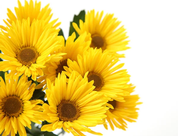 Strauß Gelber Blumen Auf Weißem Hintergrund — Stockfoto