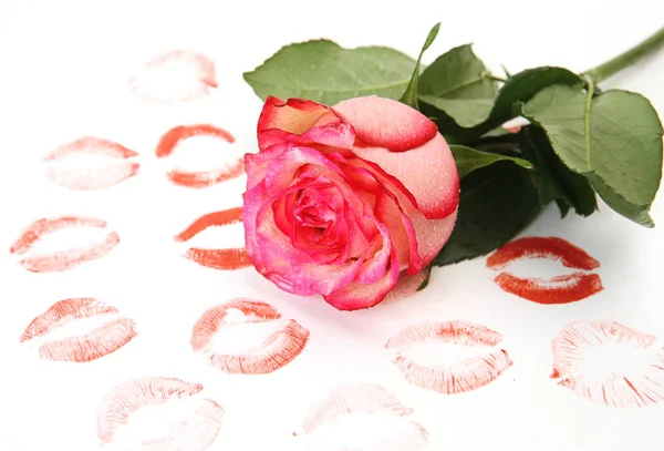 Lippen Wordt Bedrukt Witte Achtergrond Bloeiende Roos — Stockfoto