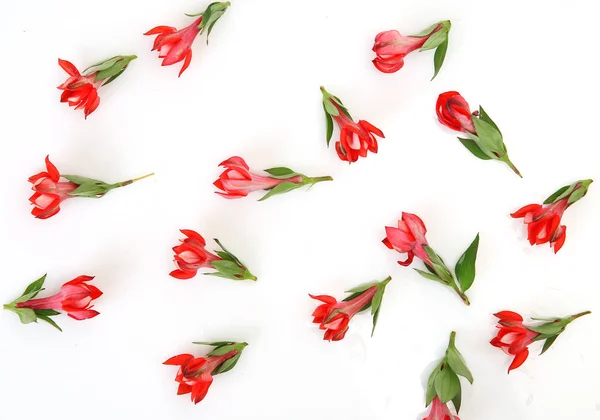 Rode Bloemen Geïsoleerd Witte Achtergrond — Stockfoto