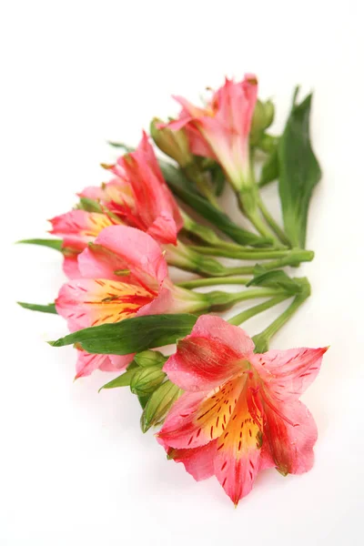 Alstroemeria Bloemen Witte Achtergrond — Stockfoto