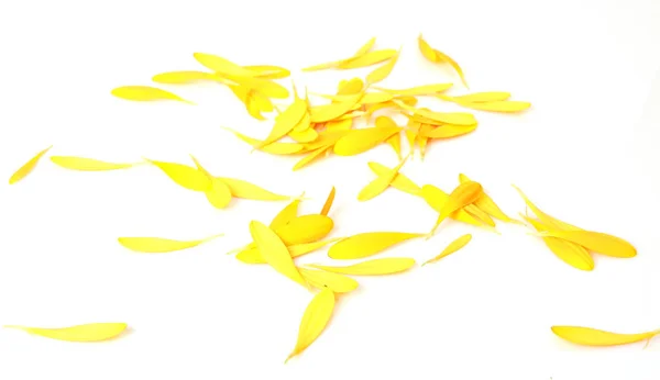 Pétalas Flor Amarela Fundo Branco — Fotografia de Stock