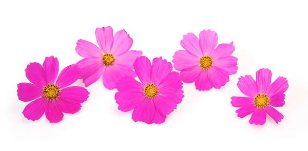 Roze Bloemen Geïsoleerd Witte Achtergrond — Stockfoto