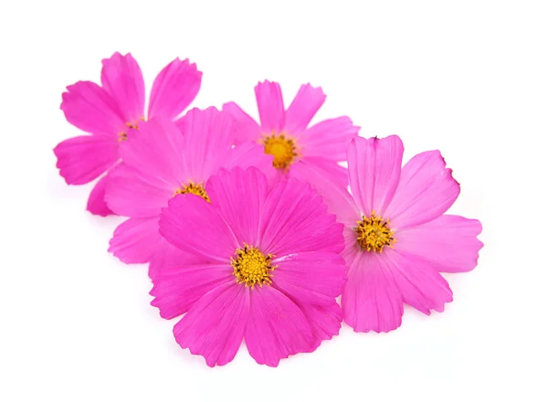 白色背景下的粉红色花朵 — 图库照片