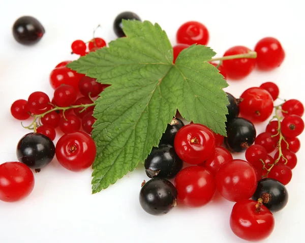 Kirschen Und Rote Mit Schwarzen Johannisbeeren Auf Weißem Hintergrund — Stockfoto