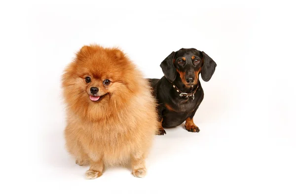 Dois Cães Spitz Dachshund Sobre Fundo Branco — Fotografia de Stock