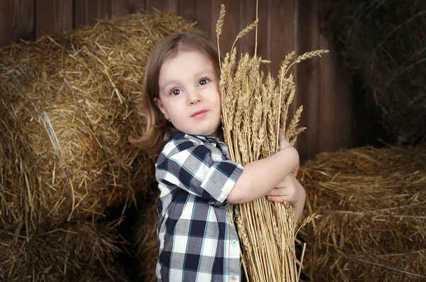 Girl Checkered Shirt Holding Ears Wheat Stock Photo