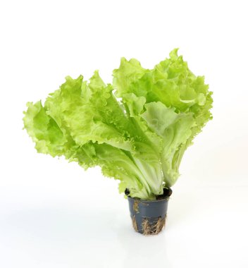 Beyaz arkaplanda yeşil salata yaprakları