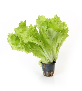 Beyaz arkaplanda yeşil salata yaprakları