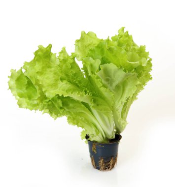 Beyaz arkaplanda yeşil salata yaprakları