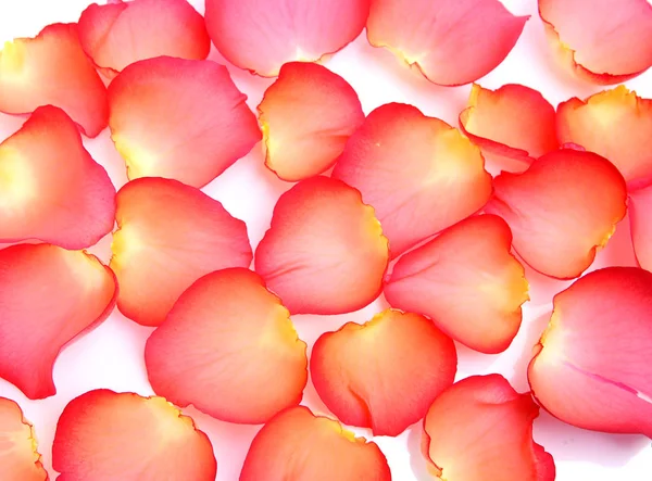 Pétalos de rosa rojos acostados sobre una superficie plana —  Fotos de Stock