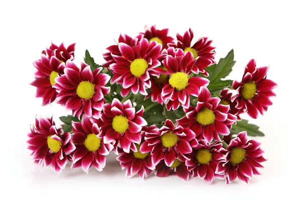 白い背景に濃い赤い菊の花束 — ストック写真