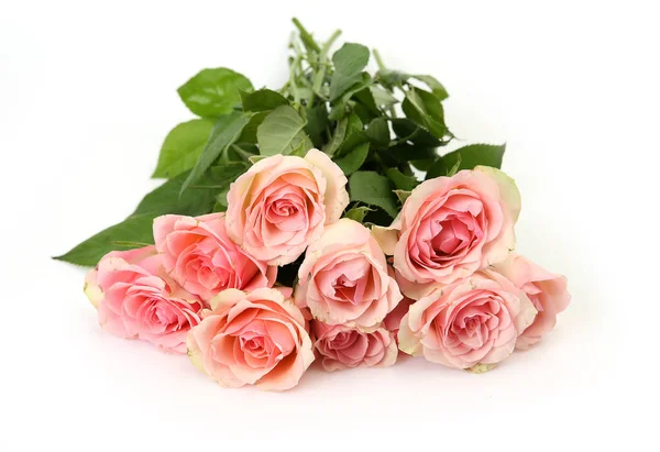 Pink Tea Roses White Background — Stock Photo, Image