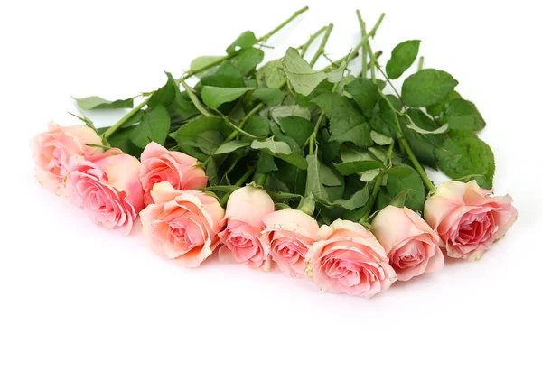 Розовые розы на белом фоне — стоковое фото