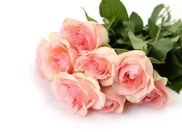 Pink roses on white background — Stock Photo, Image