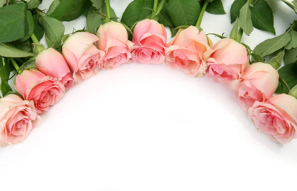 Floral border made of pink roses on white background