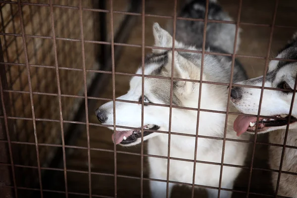 Deux chiens de race husky assis dans une cage — Photo