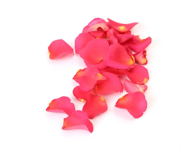 Różowe płatki róż na białym tle — Zdjęcie stockowe