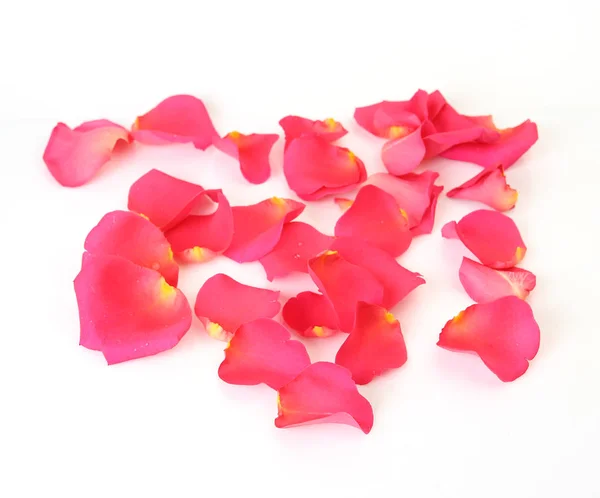 Růžové okvětní lístky růží na bílém pozadí — Stock fotografie