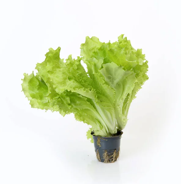 Zielona sałata na białym tle w garnku — Zdjęcie stockowe