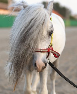 uzun yelesi ile beyaz midilli