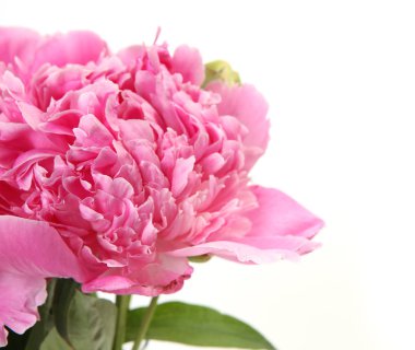 Beyaz arkaplanda pembe şakayık çiçekleri