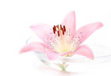 su bir tabak pembe zambak