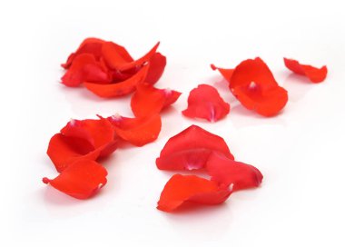 Beyaz arkaplanda kırmızı gül yaprakları