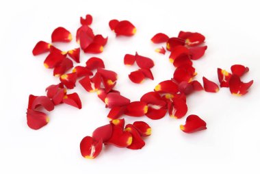 Beyaz arkaplanda kırmızı gül yaprakları