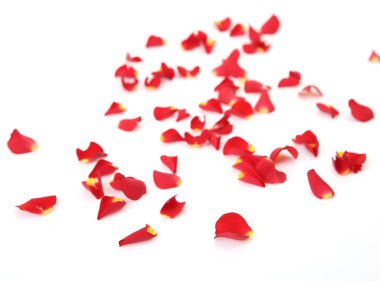 Beyaz arkaplanda kırmızı gül yaprakları izole