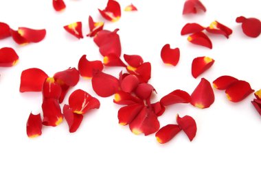Beyaz arkaplanda kırmızı gül yaprakları