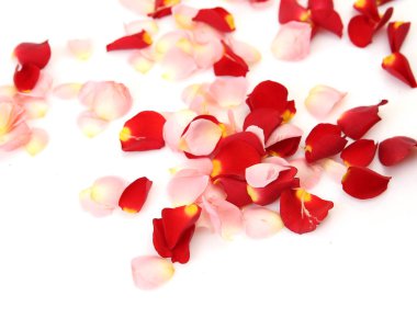 Beyaz arka planda gül yaprakları