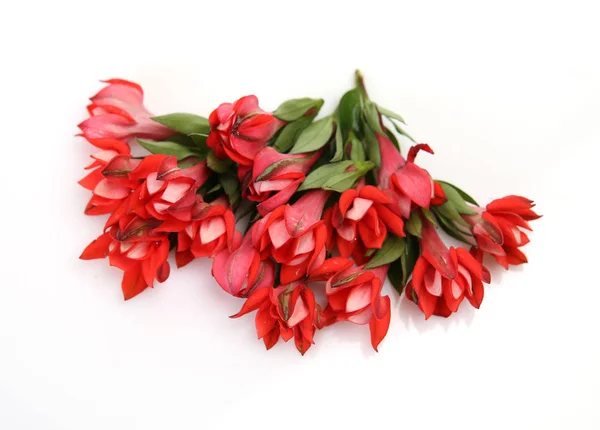 Rote Blumen Auf Weißem Hintergrund Verstreut — Stockfoto