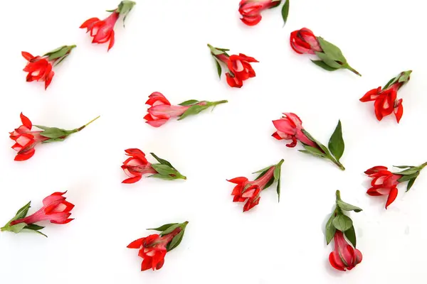 Rode Bloemen Patroon Witte Achtergrond — Stockfoto