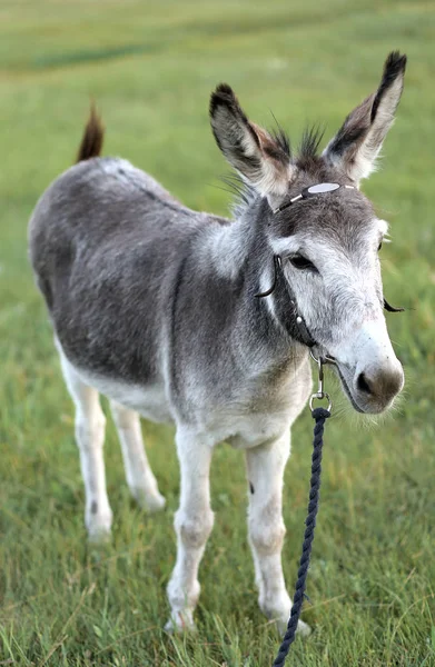 Donkey Long Ears Pasture — Stock Photo, Image