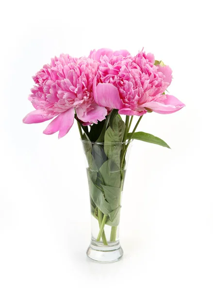 白色背景玻璃花瓶中的粉红色牡丹 — 图库照片