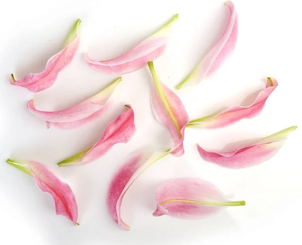 Pétalos de lirio rosa sobre fondo blanco — Foto de Stock