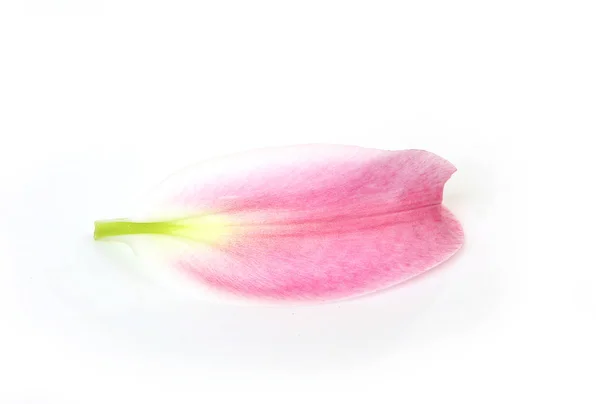 Розовый лепесток лилии на белом фоне — стоковое фото