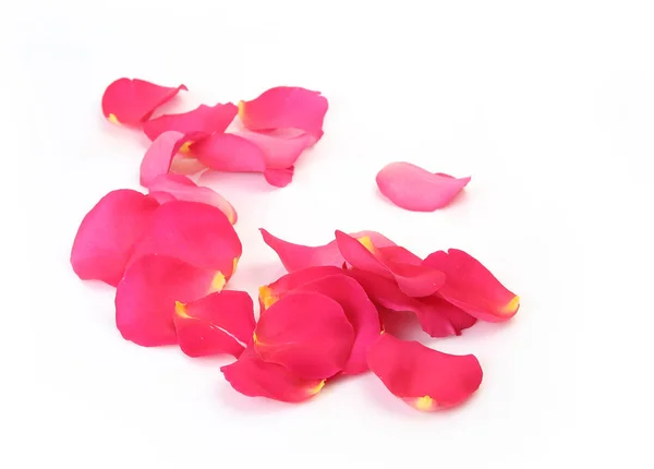 Pink rose petals on a white background — Stock Photo, Image