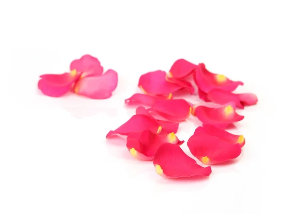 Pink Rose Petals White Background — Stock Photo, Image