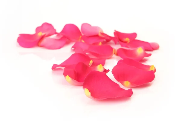 Chaotically Lying Pink Rose Petals White Background — Stock Photo, Image