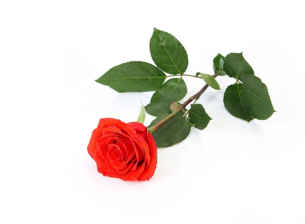 Rosa roja sobre fondo blanco — Foto de Stock