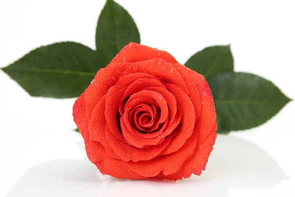 Rose Rouge Unique Sur Fond Blanc — Photo