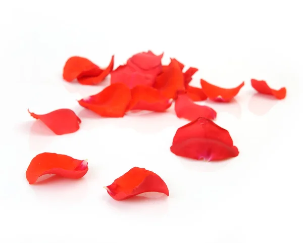 在白色背景上的猩红色玫瑰 — 图库照片