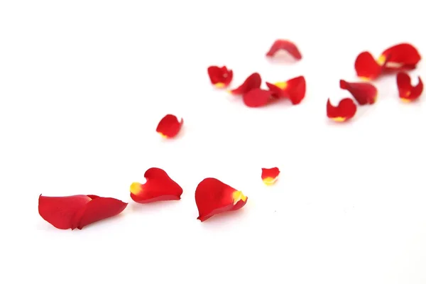 Red Rose Petals Isolated White Background — Stock Photo, Image