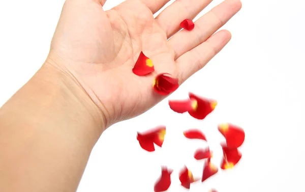 Petals of scarlet falling from the hand — Stock Photo, Image