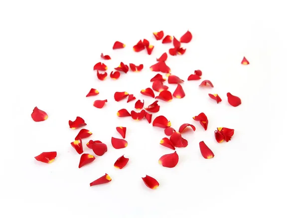 Petals of scarlet roses on white background — Stock Photo, Image