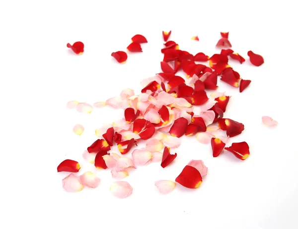 Rose petals on a white background — Stock Photo, Image