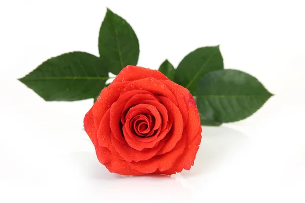 Szkarłatna róża na białym tle Zdjęcia Stockowe bez tantiem