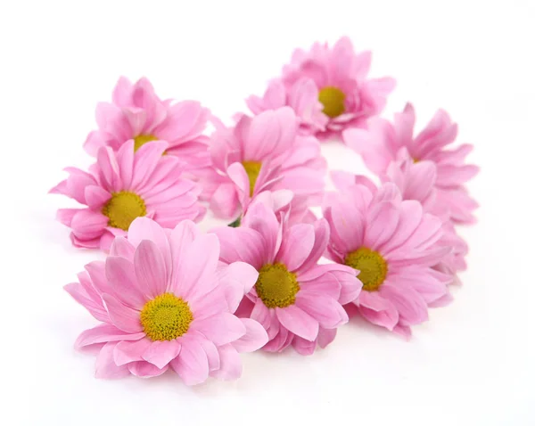 Pink chrysanthemums on a white background — Stock Photo, Image