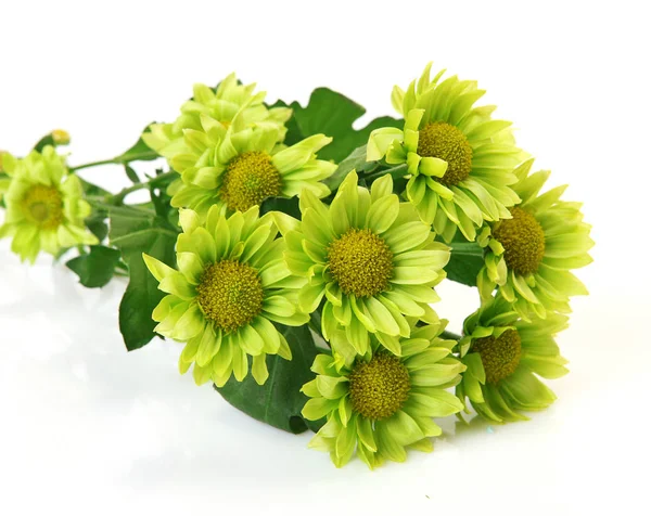 Μπουκέτο λουλούδια πράσινο σε λευκό φόντο — Φωτογραφία Αρχείου
